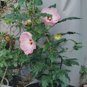 Stone sets, buy 2, 3rd is free!